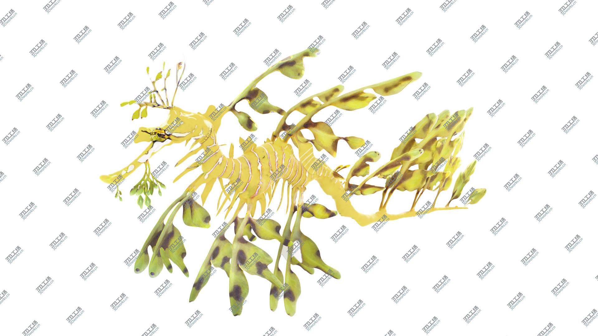 images/goods_img/202105074/Leafy Sea Dragon 3D model/5.jpg